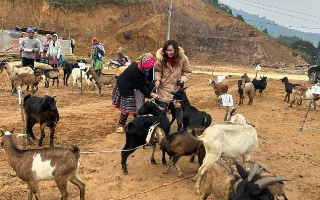 Animal Bank Builds Families Economic Resilience in Vietnam